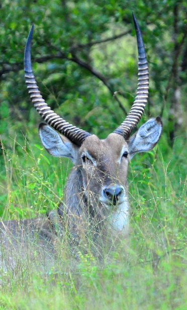 Melanie Heinrich - travel images - Lion Sands Private Game Reserve
